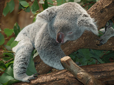 Praktikum Australien