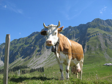 Praktikum Schweiz